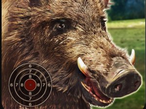 Boar Hunting Jigsaw Online Puzzle Game